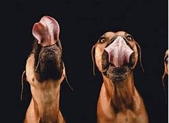 Image result for Funny Dog Poses