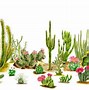 Image result for Cylindropuntia rosea Hudson Pear