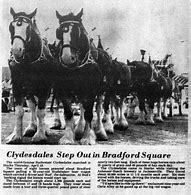 Image result for Budweiser: Clydesdales in new york