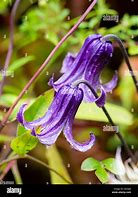 Image result for Clematis Purple Bell Flowers