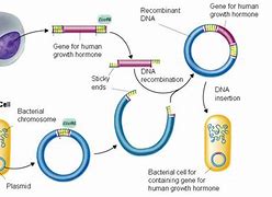 Image result for Recombinant Cell