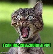 Image result for Cat News Meme. Cheezburger