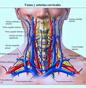 Image result for Carotid Anatomy Diagram