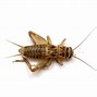 Image result for Common House Cricket