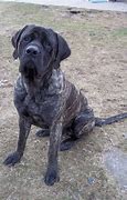 Image result for Swinford Mastiff