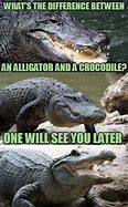 Image result for Funny Difference Between Alligator and Crocodile