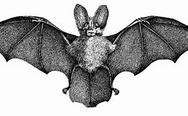 Image result for Vintage Bat Drawing