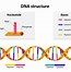 Image result for DNA vs RNA Nucleotide