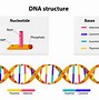 Image result for DNA and RNA Structure