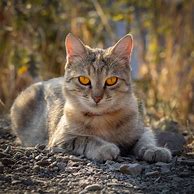 Image result for Grey Cat with Orange Eyes Breed