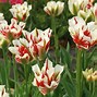 Image result for Tulip Pint