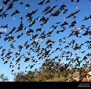 Image result for Bat Swarm