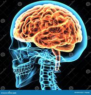 Image result for Human Body Brain