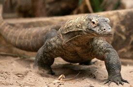 Image result for Komodo Female Zookeeper