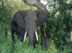 Image result for African Jungle Animals Elephant