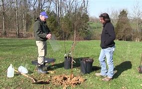 Image result for Planting Apple Trees