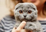 Image result for Cute Scottish Fold