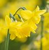 Image result for Narcissus Sunlight Sensation