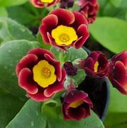 Image result for Primula auricula George Edge