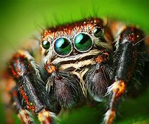 Image result for World's Biggest Jumping Spider