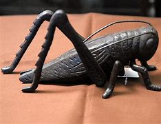 Image result for Large Black Cricket