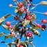 Image result for Crab Apple Tree Varieties