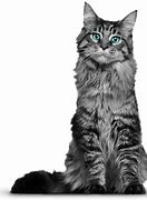 Image result for Trippy Cat Transparent Background