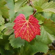 Image result for Grape Leaves with Red Vines