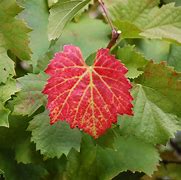 Image result for Grape Vine Leaves