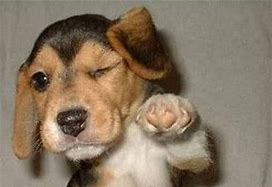Image result for Funny Pics of Dogs