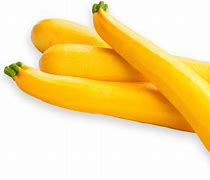 Image result for Yellow Crookneck Squash Life Cycle Images