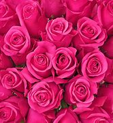 Image result for Dark Pink Roses White Background