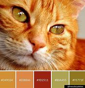 Image result for Cat Ears Color Codes