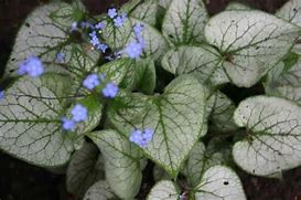 Image result for BRUNNERA MACR. LOOKING GLASS