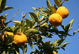 Image result for Hybrid Between Lemon and Orange