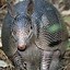 Image result for Baby Armadillo Meme