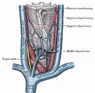 Image result for Left Carotid Artery Anatomy