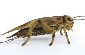 Image result for Realistic King Cricket Toy