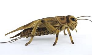 Image result for Old Plastic Cricket Toy
