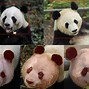 Image result for Main Features Panda Head