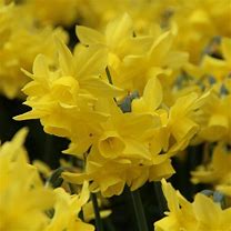 Image result for Narcissus Sunlight Sensation