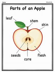 Image result for Montessori Parts of an Apple Worksheet