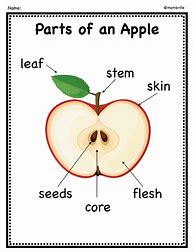 Image result for Apple Parts Preschool Clip Art