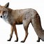 Image result for Fox Tattoo PNG Transparent