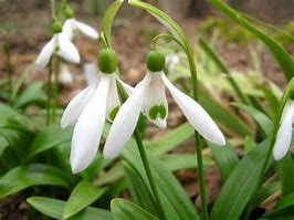 Image result for Galanthus Rushmere Green