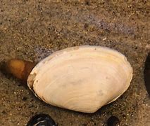 Image result for Soft-Shell Clam