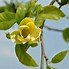 Image result for Magnolia brooklynensis Yellow Bird