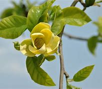 Image result for Magnolia x brooklynensis Yellow Bird