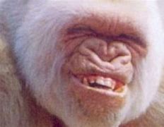 Image result for Monkey Diet Meme