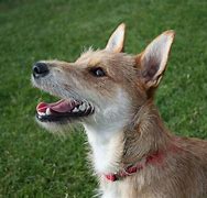 Image result for Cool Dog Breed Mixes